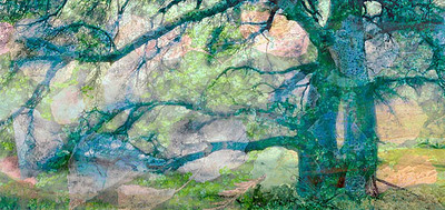 20041017_hakone_gardens_047pc