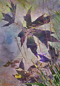 20041107_uvas_canyon_mg_0360c 20041107_uvas_canyon_mg_0360c