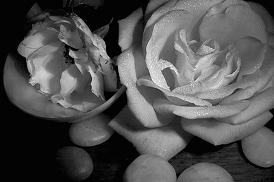 20041230_tilden_botanical_mg_4929bw_1 20041230_tilden_botanical_mg_4929bw_1