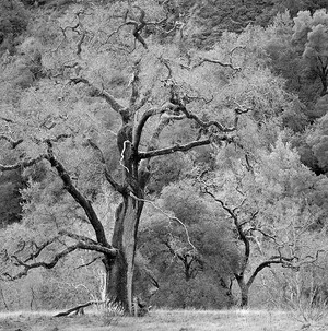 20050101_sunol_mg_4939bw