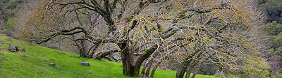 20050101_sunol_mg_4956p