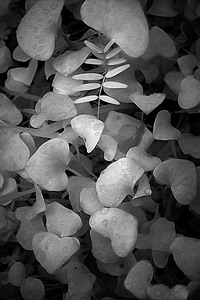 20050108_sunol_crw_1247 20050108_sunol_crw_1247