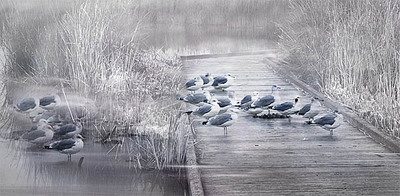 20050115_ardenwoodcrw_1286pc