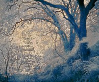 20050123_redwoodscrw_1452pc