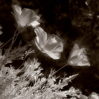 20050130_berkeley_botanicalcrw_1673