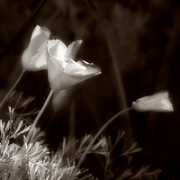 20050130_berkeley_botanicalcrw_1677_1