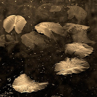 20050206_berkeley_botanicalcrw_1718p