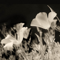 20050206_berkeley_botanicalcrw_1794