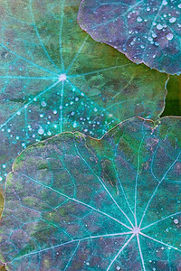 20050213_pebble_beach_mg_1914c