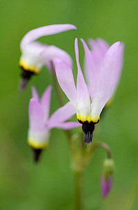20050225_sunol_mg_1966_2