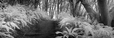 20050226_point_reyescrw_1930p_1 20050226_point_reyescrw_1930p_1