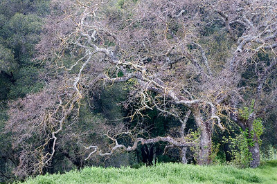 20050302_sunol_mg_2082_1