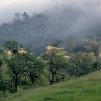 20050312_henry_coe__mg_2229_1