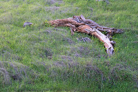 20050312_henry_coe__mg_2234_1