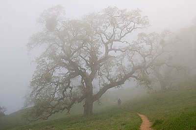 20050312_henry_coe__mg_2248_1