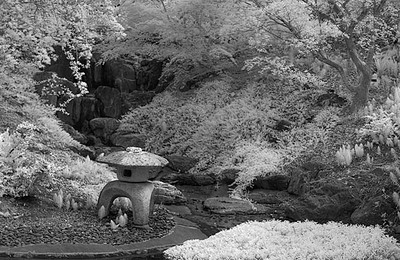 20050327_berkeley_botanicalcrw_2419pa