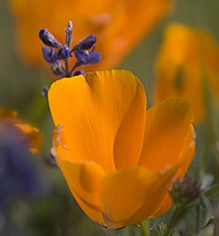 20050410_mount_diablo_mg_2731_1