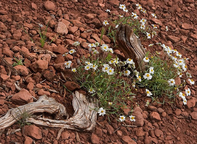 20050423_scottsdale_mg_2935a