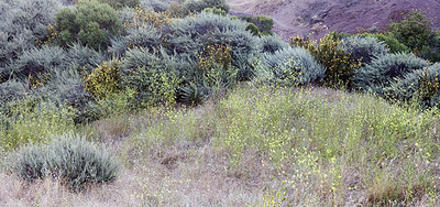 20050524_coyote_hills_mg_3202p