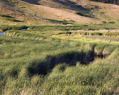 20050527_coyote_hills_mg_3241p
