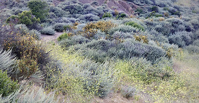 20050527_coyote_hills_mg_3285p