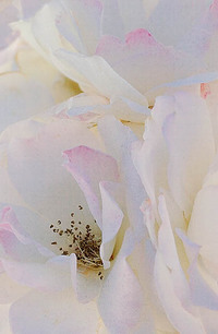 20050603_sunol_mg_3531