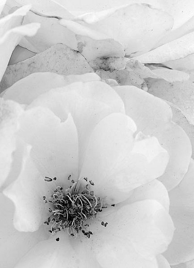 20050603_sunol_mg_3538 20050603_sunol_mg_3538