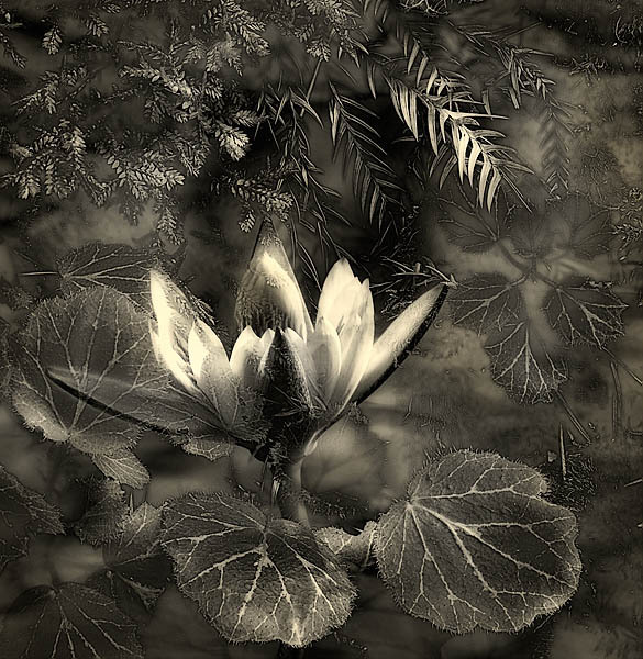 20050703_berkeley_botanical_mg_4166c