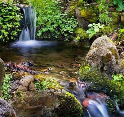 20050703_berkeley_botanical_mg_4181p