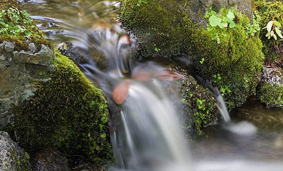 20050703_berkeley_botanical_mg_4191p