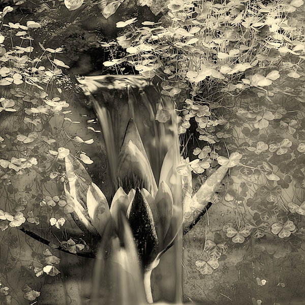 20050703_berkeley_botanical_mg_4195pc