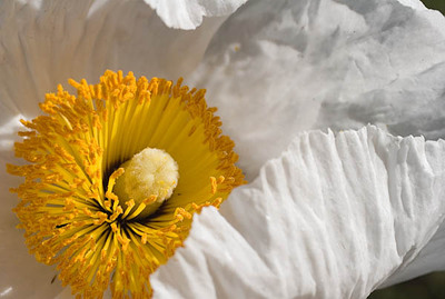 20050703_berkeley_botanical_mg_4211