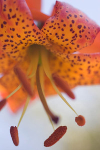 20050703_berkeley_botanical_mg_4221