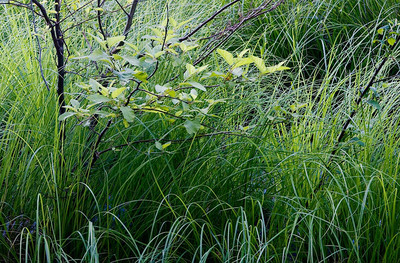 20050705_sunol_mg_4282