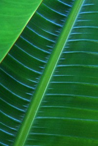 20050728_elephant_barimg_0467