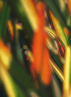 20050728_elephant_barimg_0475_1