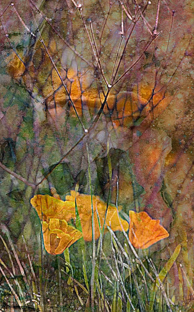 20050729_hercules_mg_4453c_2