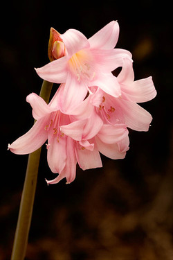 20050821_hakone_mg_4681