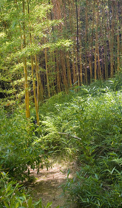 20050821_hakone_mg_4699