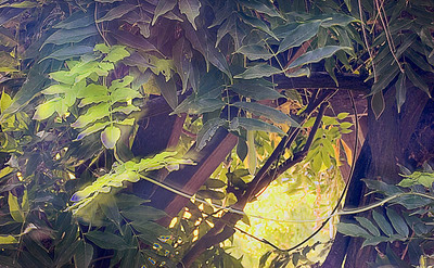 20050827_hakone_mg_4760p_1