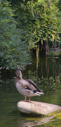 20050827_hakone_mg_4793
