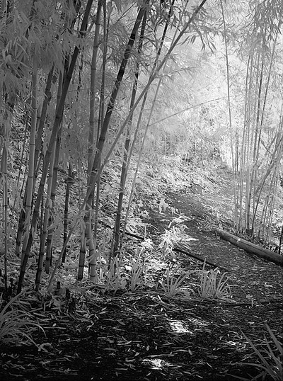 20050827_hakonecrw_4088p