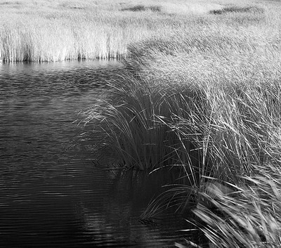 20050905_baylandscrw_4167p