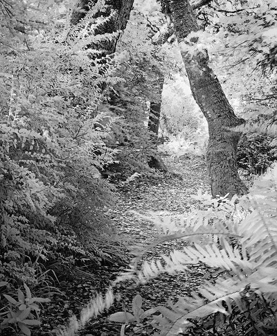 20050910_tomales_baycrw_4275p