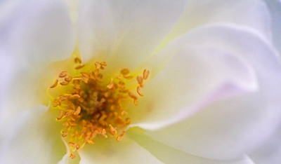 20051029_napa_mg_5713