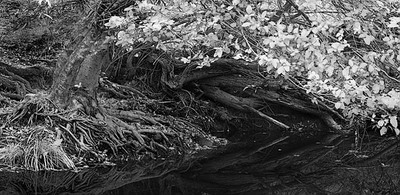 20051106_sunolcrw_5262p