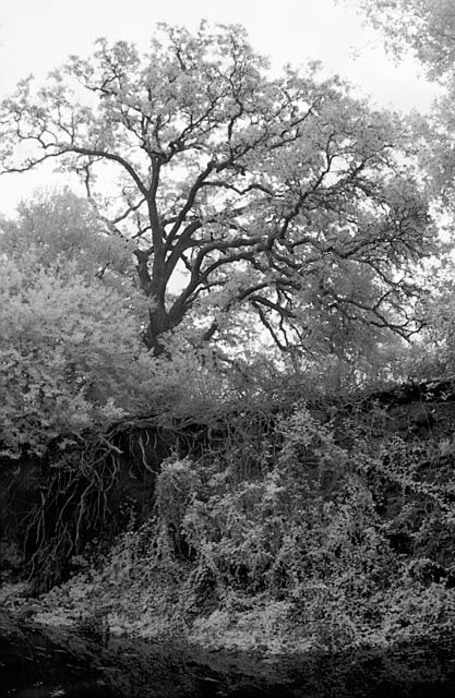 20051106_sunolcrw_5317