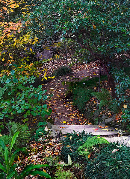 20051113_berkeley_botanical_mg_5885