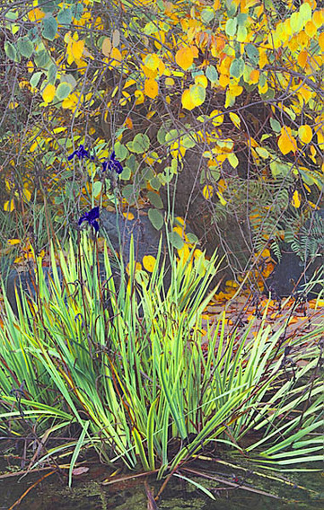 20051113_berkeley_botanical_mg_5888