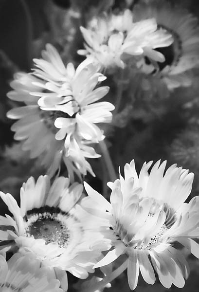 20051113_berkeley_botanicalcrw_5348 20051113_berkeley_botanicalcrw_5348